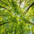 Looking up at the green tops of trees. Italy