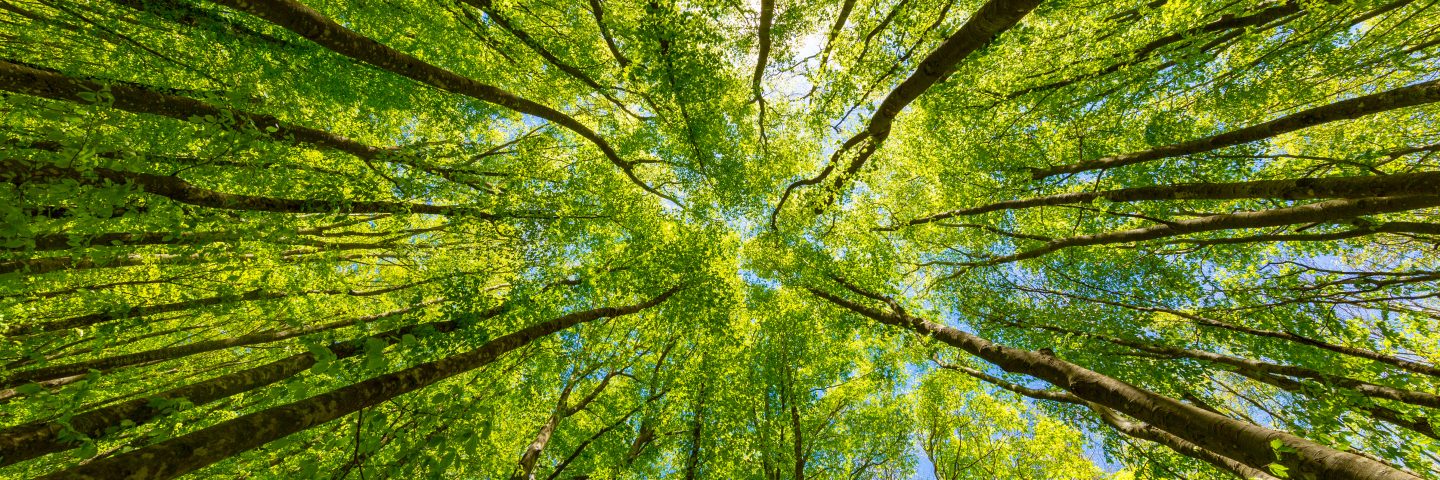 Looking up at the green tops of trees. Italy